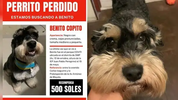 ¿Dónde está Benito Copito? Familia busca a perro perdido en SMP