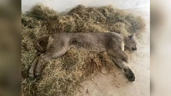 Puma andino de 50 kilos fue capturado en una vivienda de Tacna