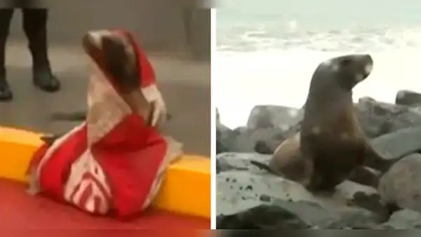 Callao: serenos rescatan a lobo marino varado por fuerte oleaje en Costa Verde