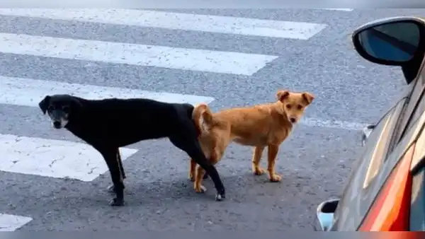 ¿Por qué nunca se debería separar a los perros que se quedan ‘pegados’ después de aparearse?