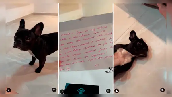 Tierna perrita es suspendida de guardería por ‘mal comportamiento’ tras intentar morder a encargados