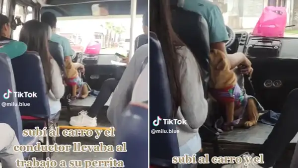 “Un papá responsable”: conductor de bus enternece en redes por llevar a su perrita al trabajo