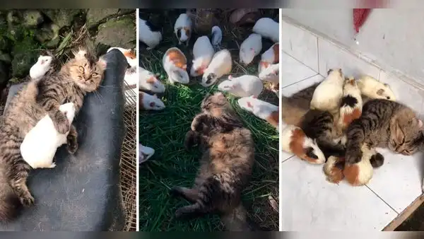 Gatito convive con cuyes y enternece a usuarios: “No hay enemigos”