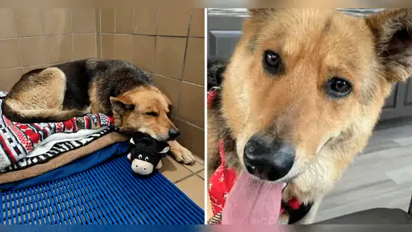 Nikki, la perrita que deambuló varios meses con el peluche que su dueño le regaló antes de morir