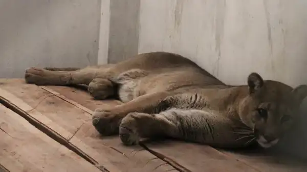 Tacna: puma hallado en vivienda regresaría a su hábitat natural