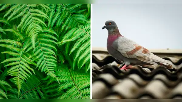 ¿Cómo alejar a las palomas del balcón o terraza de mi casa con plantas?