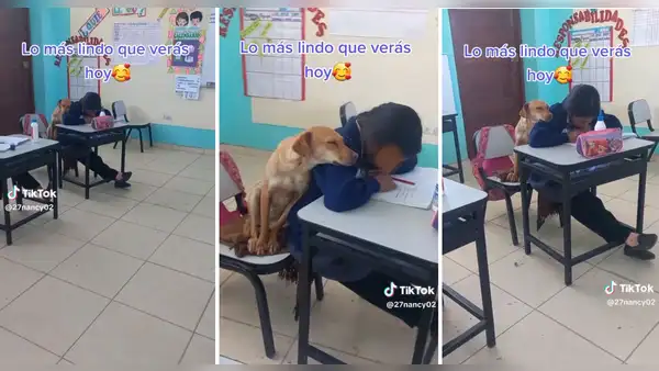Perrita conquista TikTok al acompañar acurrucada a niña durante clases: “Qué lindos”