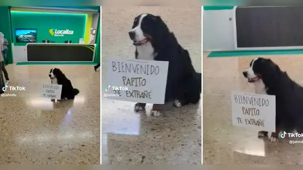Perrito espera a su dueño en aeropuerto con tierno cartel: "Bienvenido, papito, te extrañé"