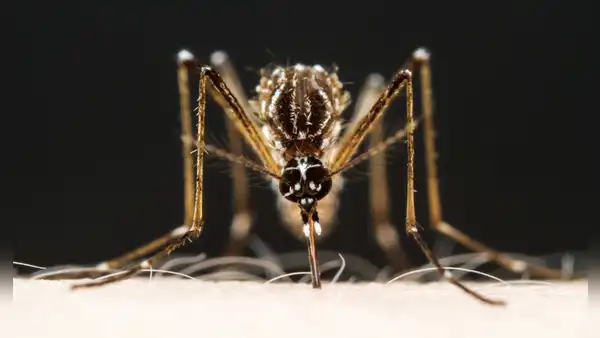 ¿Por qué una reinfección por dengue siempre es más grave que la anterior?