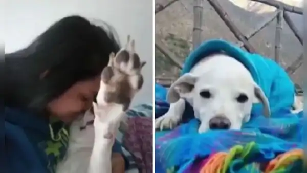 Surquillo: llevan perrito para ser bañado en veterinaria y termina muerto por golpes en la cabeza