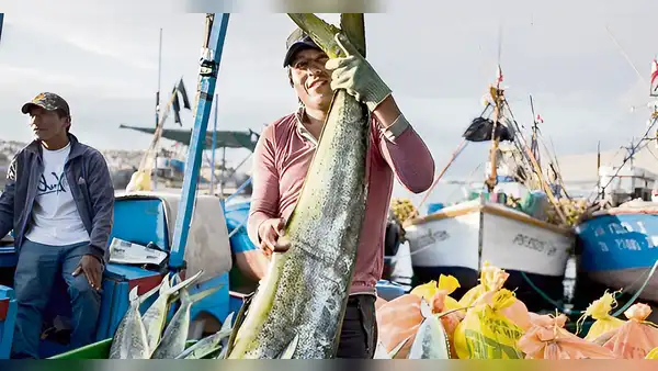 Ante El Niño se reducirá la oferta de pescado para los hogares