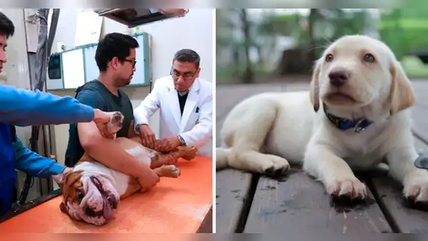 ¿Tienes una mascota? Descubre la Clínica Veterinaria San Marcos y su oferta de servicios