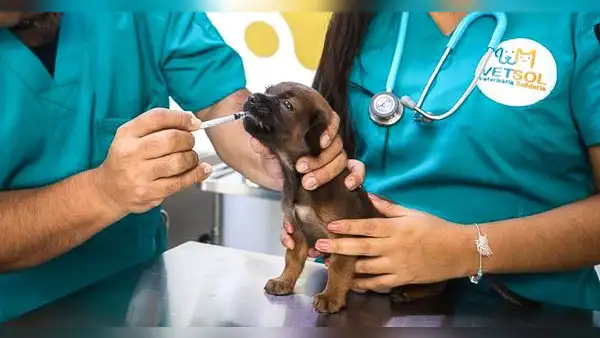 Comas: Municipalidad de Lima abre primera veterinaria con tarifa social