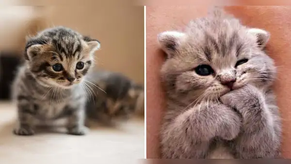 ¿Te falta motivación en el trabajo? Las fotos de gatitos podrían aumentar tu productividad, según estudio