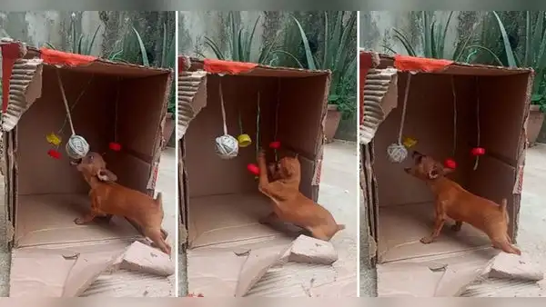 Mujer aprovecha cajas de productos de belleza para crear curiosos juguetes para su perrito