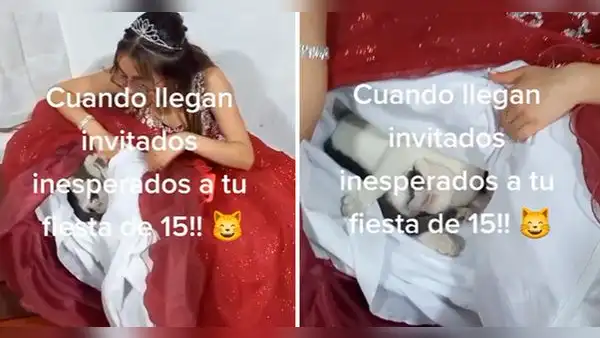 Gatito se queda dormido dentro de vestido de quinceañera y redes enternecen: “Qué lindo”