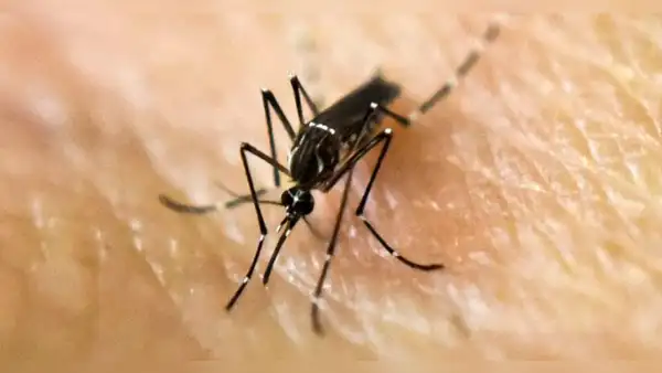 Rusia y Nicaragua desarrollan una vacuna contra el dengue que requiere alta tecnología