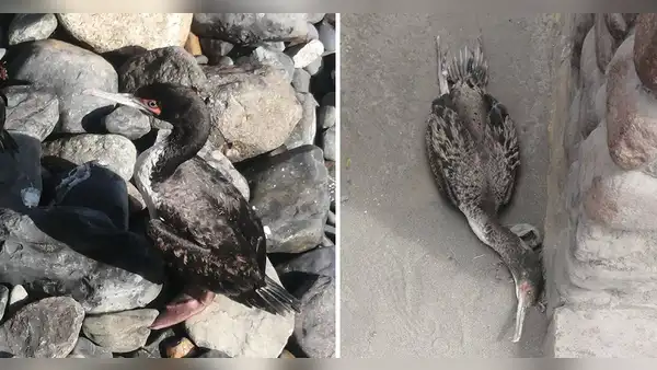 ¿Por qué hay un incremento de aves marinas moribundas y otras muertas en las playas del norte?