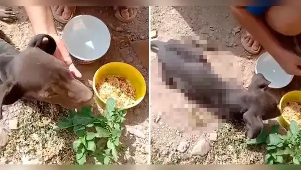 Piden apoyo para atender a perrito que dejaron abandonado en Huánuco