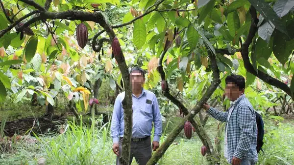 Denuncian irregularidades en proyecto de cacao en Cajamarca