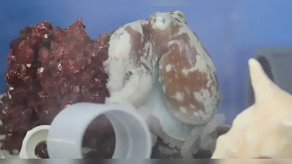 ¿Los pulpos también tienen pesadillas? Captan conductas jamás vistas en estos animales