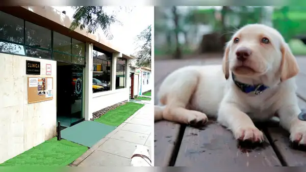 ¡Cuida a tu mascota! Descubre los servicios y precios de la Clínica Veterinaria San Marcos