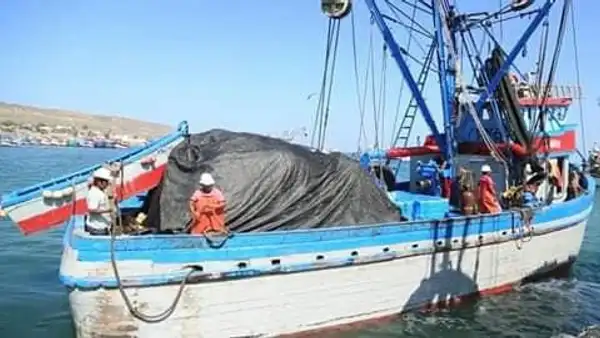 ¡Escasez y altos precios! Calentamiento del mar en la costa norte afecta producción de pescado
