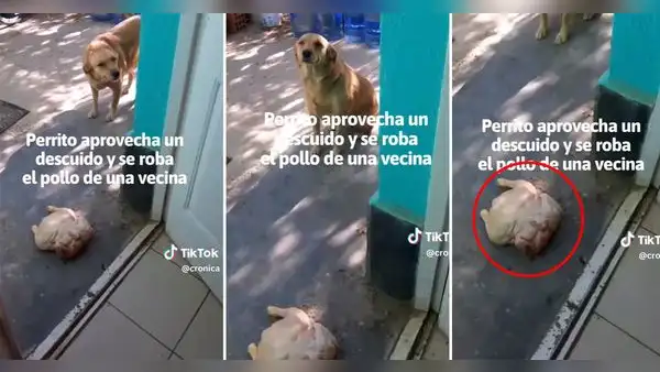 Perrita robó un pollo entero a su vecino y lo llevó a su casa para el almuerzo: "Uno así, por favor"