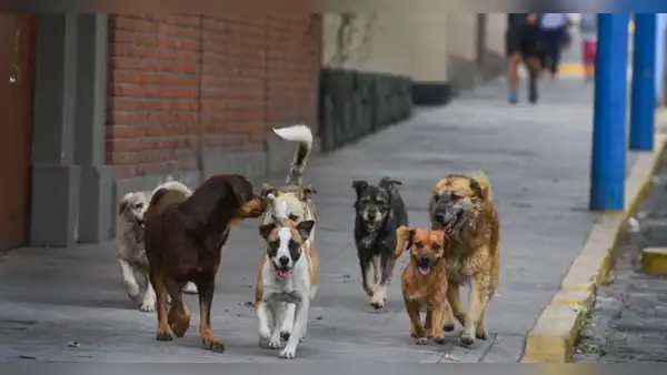Rusia evalúa entrenar a perros callejeros para llevarlos a la guerra y “limpiar” zonas minadas