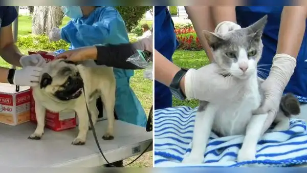 Miraflores ofrece campaña veterinaria a bajos costos este 28 de mayo: ¿qué servicios habrá?