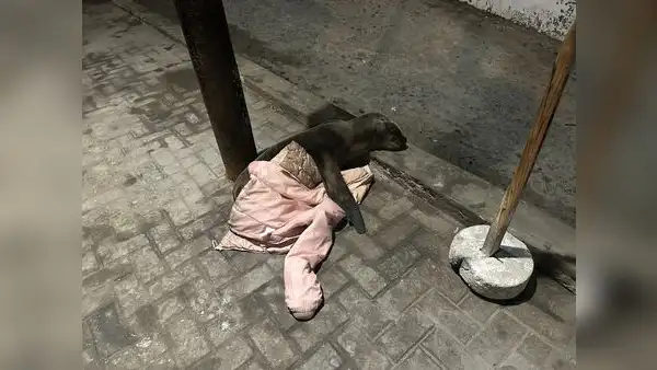 Barranco: reportan cría de lobo marino varado en un estacionamiento de la Costa Verde