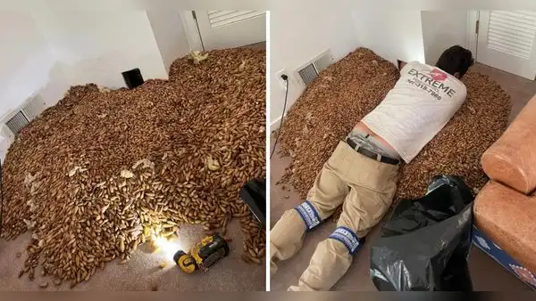 ¡Pensaron que eran bichos! Familia descubre 300 kg de bellotas en las paredes de su casa