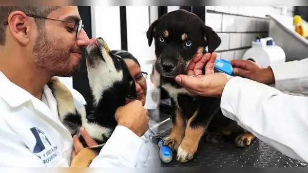 Así luce el primer hotel para perros y gatos abandonados en México