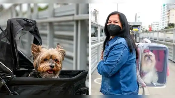 ATU: ¿cómo trasladar a mi mascota en el Metropolitano, corredores y tren eléctrico?