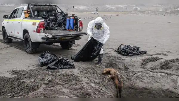 Lobos marinos y aves mueren en playas de Arequipa por gripe aviar