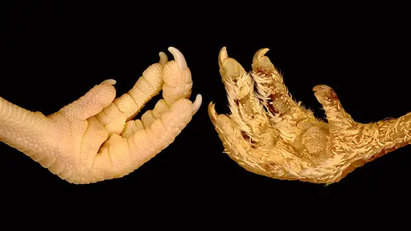 ¿Adiós a la pata de pollo? Científicos transforman las escamas de estas aves en plumas