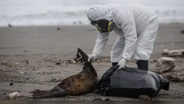 Tacna registra gran cantidad de especies muertas por gripe aviar