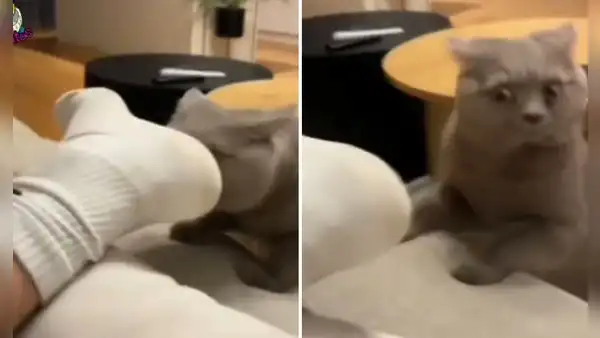 Gato huele los pies de su dueño y su reacción se hace viral: “Adicción a las patas”