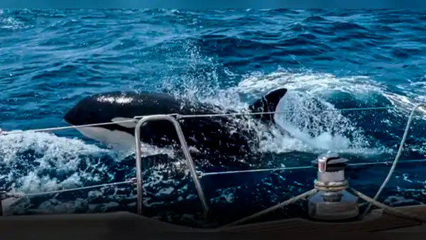 Esta es Gladys, la orca líder de una pandilla que ataca y hunde barcos en Gibraltar