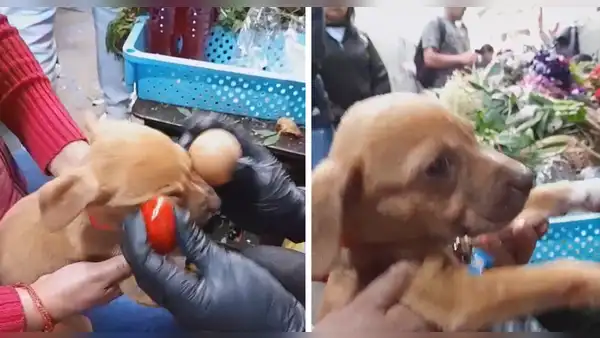 Pasan huevo a perrito para que se le quite el susto, pero termina más atemorizado: “Pobrecito”