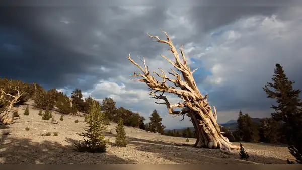 El misterioso árbol más antiguo del mundo y sus secretos para seguir vivo tras 4.600 años