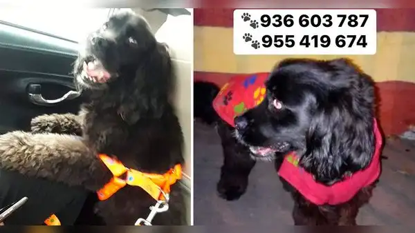 Pueblo Libre: buscan a perrita que se perdió en medio de asalto armado