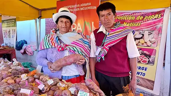 Jorge Figueroa, el agricultor de papas nativas, tiene 770 variedades y apunta a cultivar 2.000