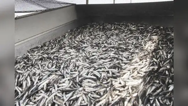 Produce autoriza inicio de la primera temporada de pesca de anchoveta 2023