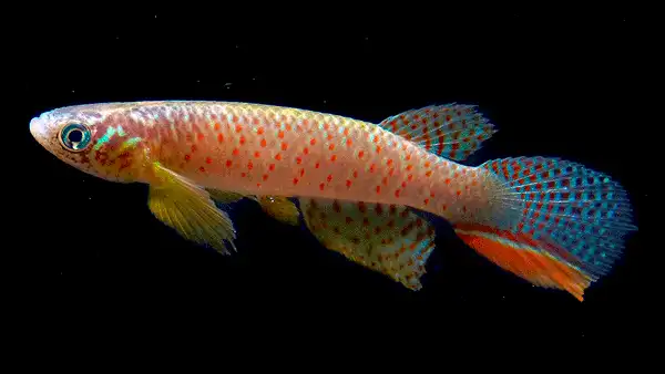 Descubren un misterioso pez que sobrevive fuera del agua