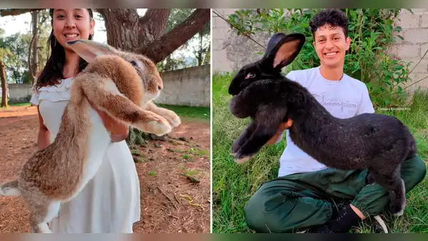 ¿Cuánto mide el Gigante de Flandes, el conejo más grande del mundo?