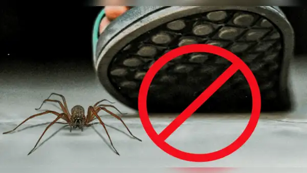 ¿Por qué motivos no debes matar a las arañas que encuentras en tu casa?