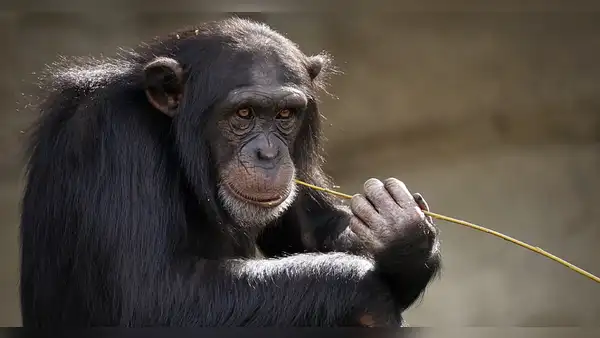 ¿Qué nos hace humanos? Estudio del ADN de 233 primates halla respuestas