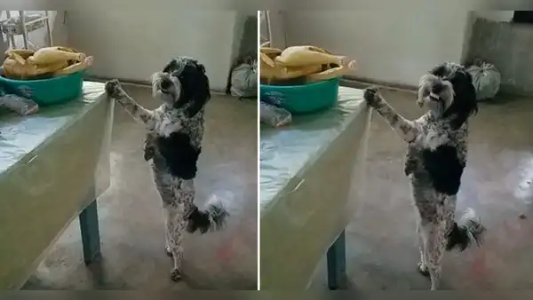 Estaba a punto de comerse un pollo y al ser descubierto sonríe: “El perrito lo estaba cuidando”