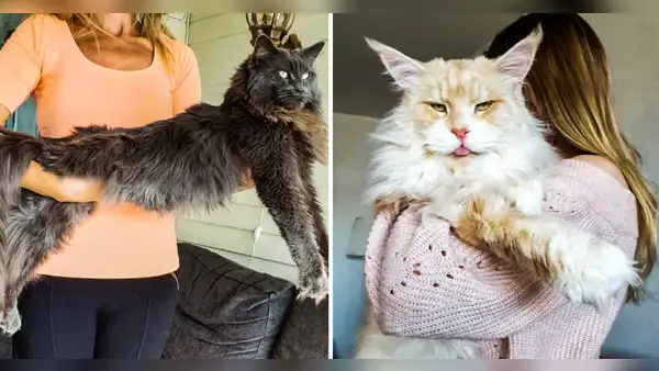 ¿Cómo es el Maine Coon, la raza de gato más grande del mundo?